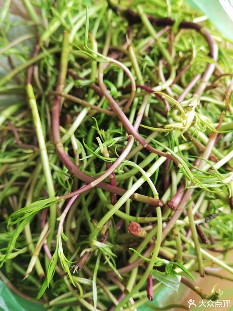 春食野菜正當(dāng)時：解鎖自然饋贈的養(yǎng)生密碼(圖2)