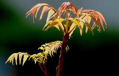 春食野菜正當(dāng)時：解鎖自然饋贈的養(yǎng)生密碼(圖3)