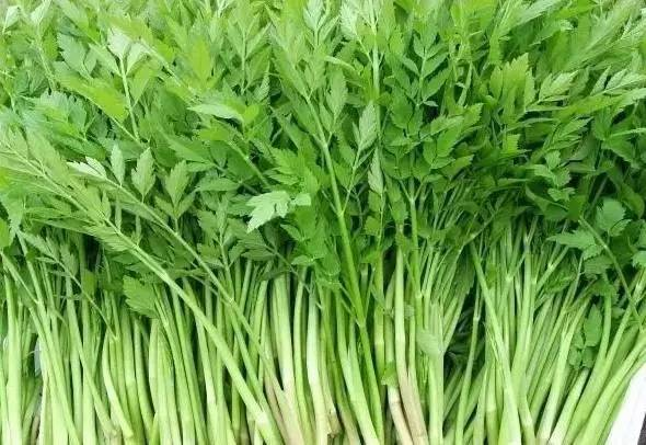春食野菜正當(dāng)時：解鎖自然饋贈的養(yǎng)生密碼(圖4)