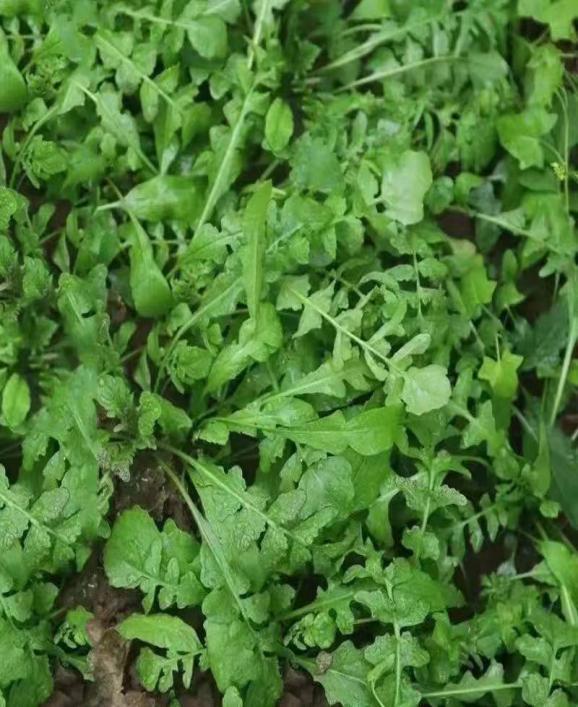 春食野菜正當(dāng)時：解鎖自然饋贈的養(yǎng)生密碼(圖1)